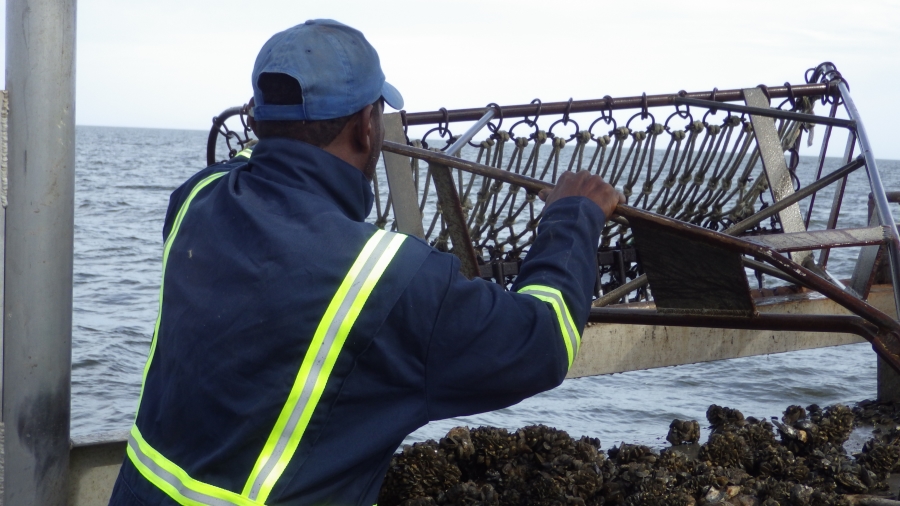 Sustainable Harvests of Oysters from Public Oyster Grounds
